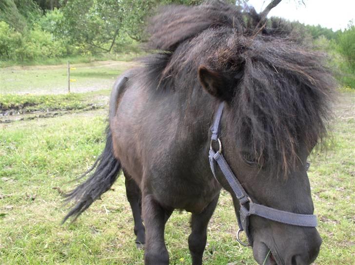 Shetlænder "Himmelhest" Højgårds Tarzan R.I.P - Helt tæt på... billede 2