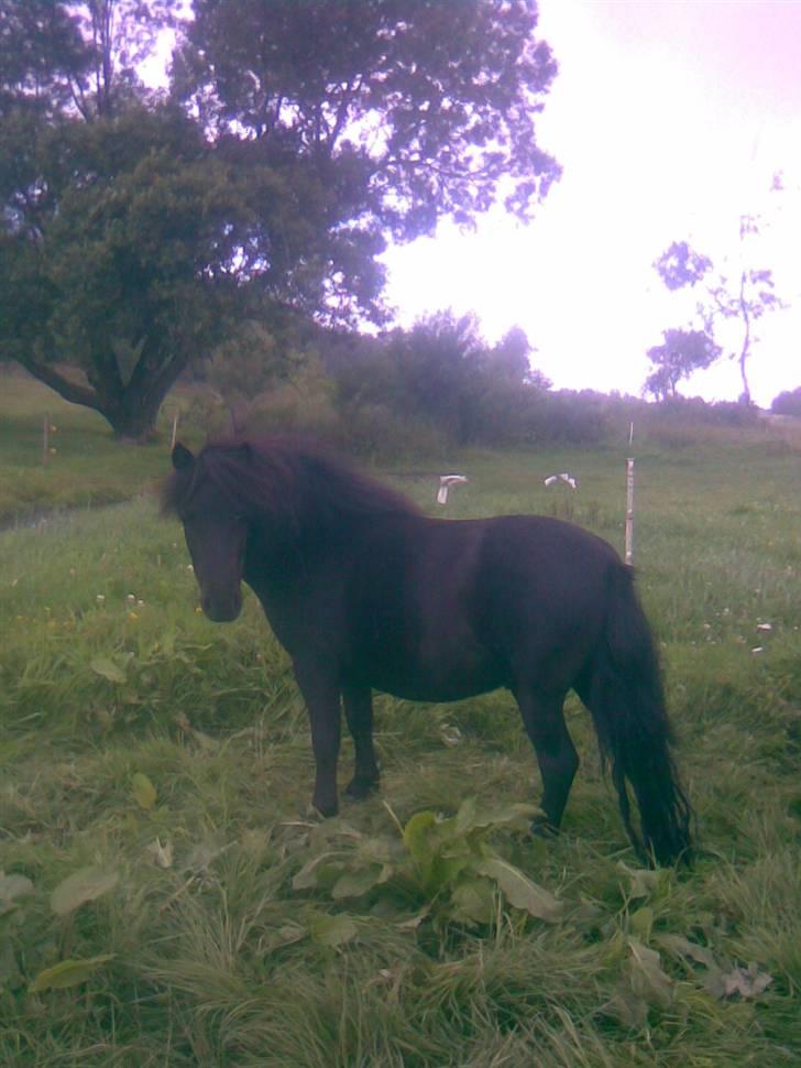 Shetlænder "Himmelhest" Højgårds Tarzan R.I.P - Flot lille fyr d. 20 juli 2008 billede 3
