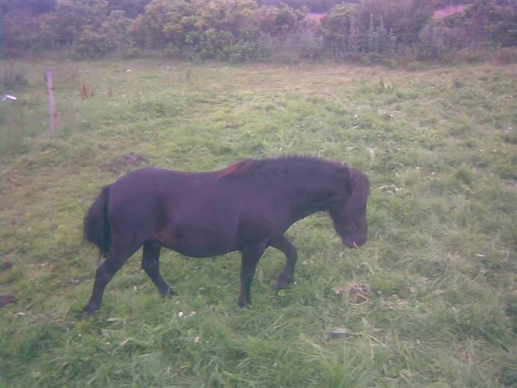 Shetlænder "Himmelhest" Højgårds Tarzan R.I.P - Bøllen rækker lige tunge, juli 2008;-) billede 4