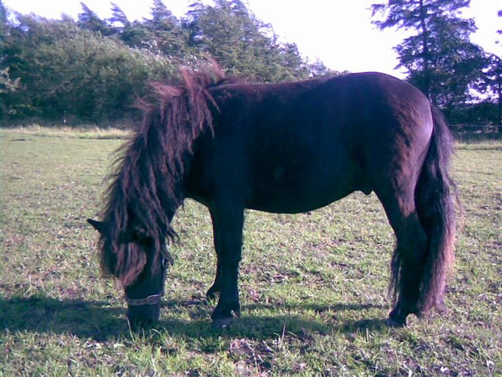 Shetlænder "Himmelhest" Højgårds Tarzan R.I.P - Tarzan som 1 års... billede 5