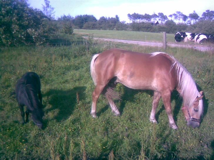 Shetlænder "Himmelhest" Højgårds Tarzan R.I.P - Tarzan med sin bedste ven haflingeren Golden Starlight billede 6