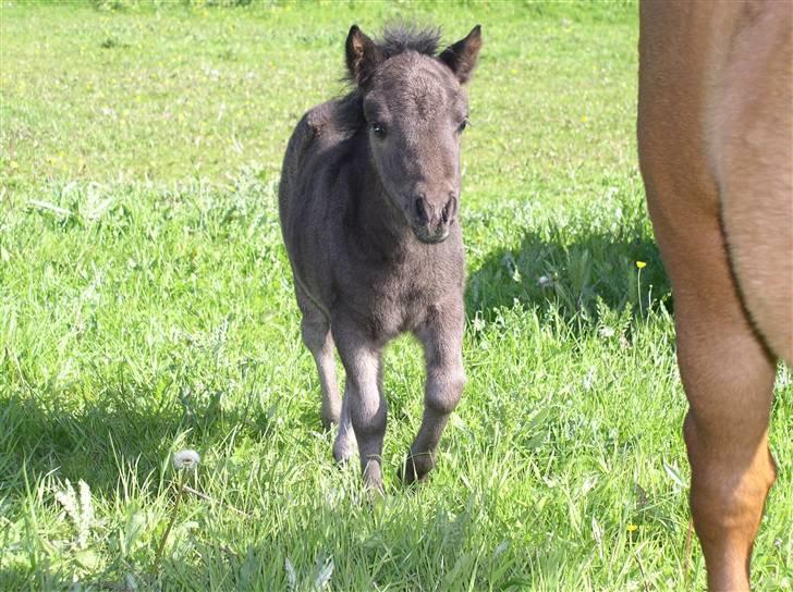 Shetlænder "Himmelhest" Højgårds Tarzan R.I.P - Her kommer jeg....  billede 8