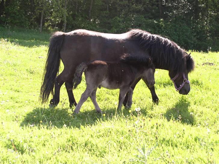 Shetlænder "Himmelhest" Højgårds Tarzan R.I.P - Tarzan med sin mor, sommer 2006 billede 9