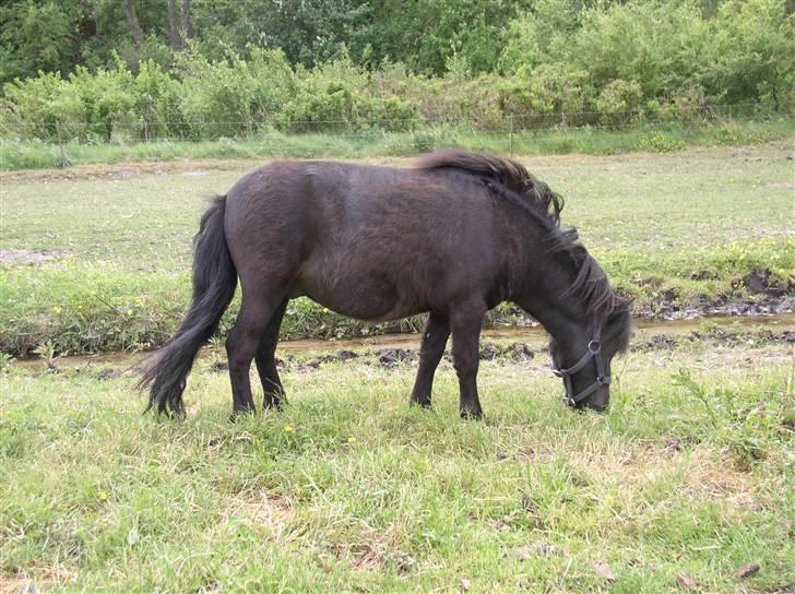 Shetlænder "Himmelhest" Højgårds Tarzan R.I.P - Juni 2008, ca. 3 uger efter kasterationen... billede 10