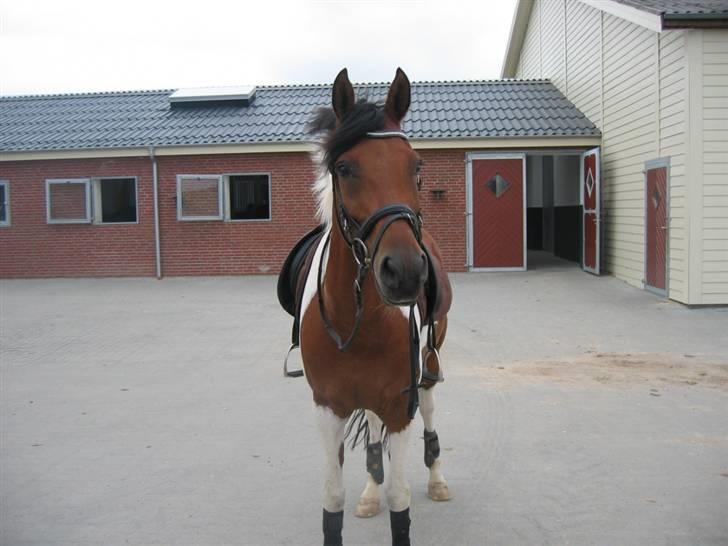 Anden særlig race Elmelunds Dalton *solgt*  billede 9