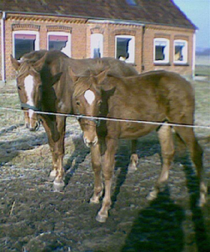 Anden særlig race Nikita solgt - nikita og føllebasse billede 11