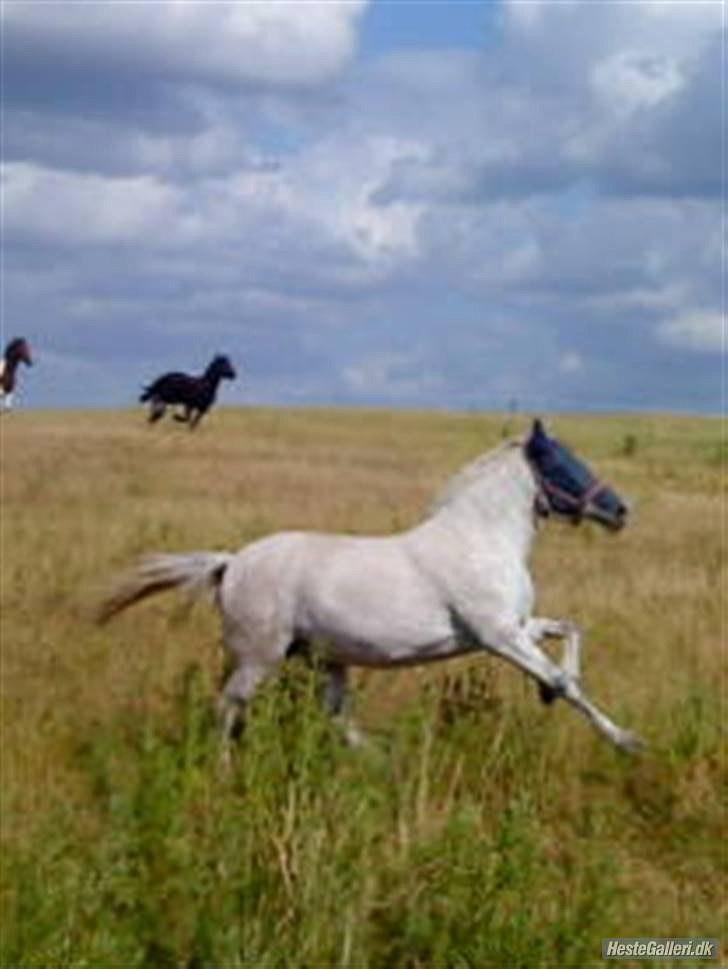 Anden særlig race Cloe :'( Min engel! R.I.P - Hvil i fred, på de evige græsmarkere prinsesse.  billede 13