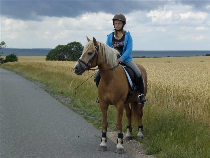 Haflinger Resi Kastanjegård - tur 2008 billede 18