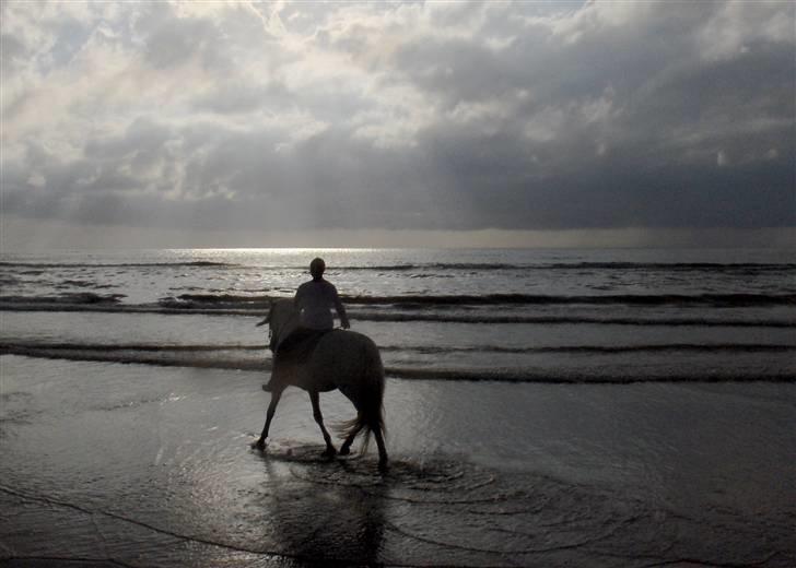 Cruzado Legolas - Legolas på Blokhus strand 2008. billede 2