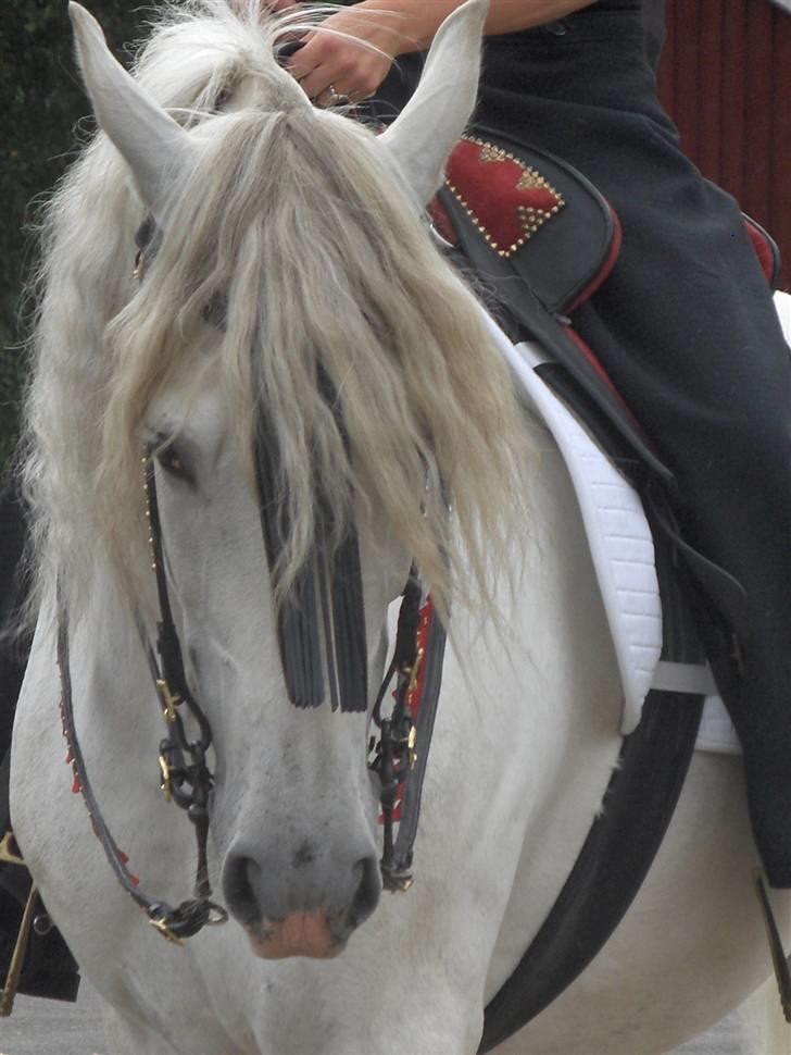 Cruzado Legolas - Lego på Hove 2006. billede 3