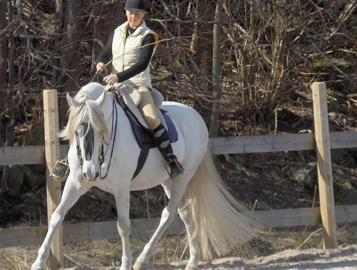 Cruzado Legolas - Lego på ridebanen på Kjos gård, Kristiansand Norge 2007. billede 4