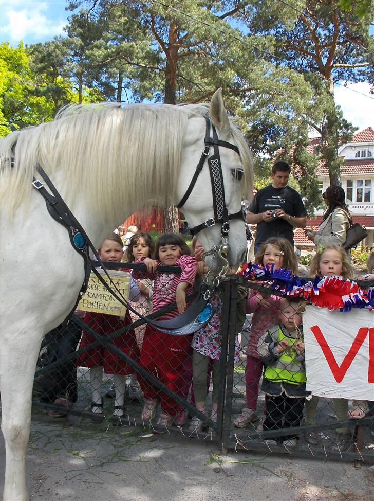 Cruzado Legolas - Legolas er klar t 17. mai optog i Eplehagenbarnehage, Kristiansand, Norge 2008. billede 6