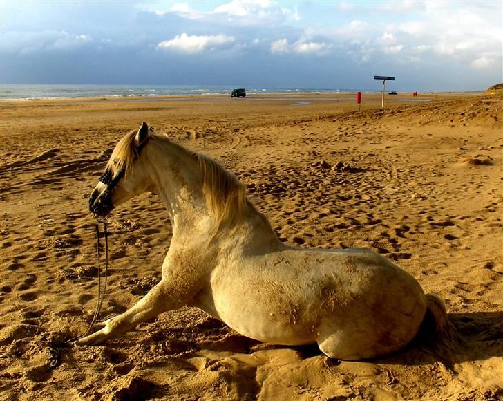 Cruzado Legolas - Lego strand løve på Blokhus strand 2008 billede 7