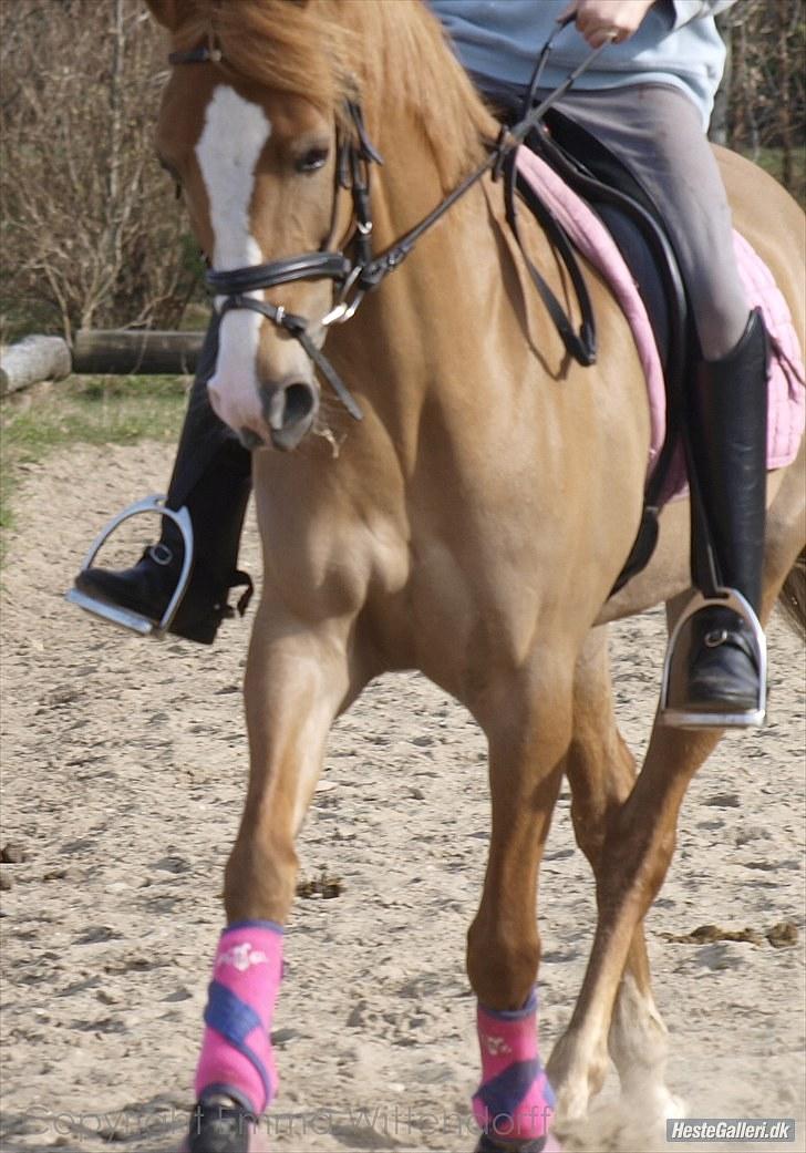 DSP Lindholms Gutchi - min dejlige pony.<3 billede 7
