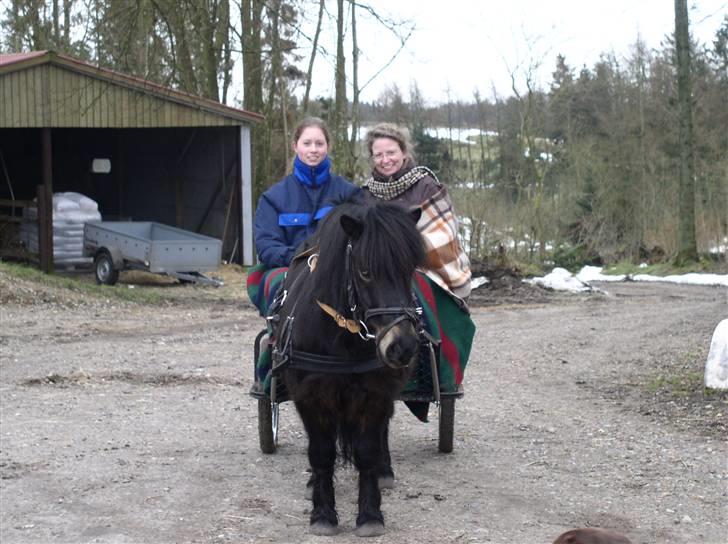 Shetlænder "Himmelhest" Veggerbys Loch Luichart R.I.P - Hyggekørsel med Lulle  billede 6