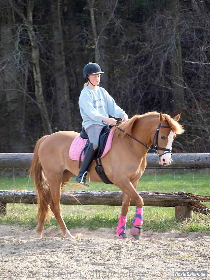 DSP Lindholms Gutchi - <3 billede 8