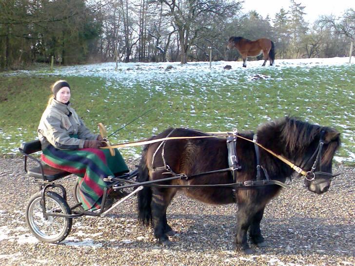 Shetlænder "Himmelhest" Veggerbys Loch Luichart R.I.P - Min skønne kørepony! billede 7