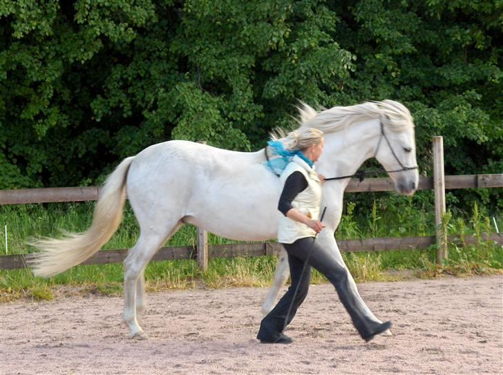 Cruzado Legolas - Jeg øver mig på højre galop, den er jeg nemlig ikke så go til. 2008 billede 9