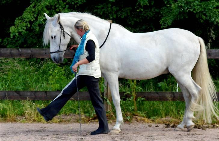 Cruzado Legolas - Spansk skridt 2008. billede 10