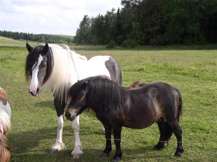 Shetlænder "Himmelhest" Veggerbys Loch Luichart R.I.P - Lulle med sin "kæreste" tinkeren Jubell billede 8