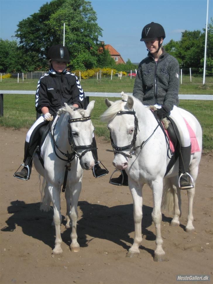 DSP ottelia billede 10