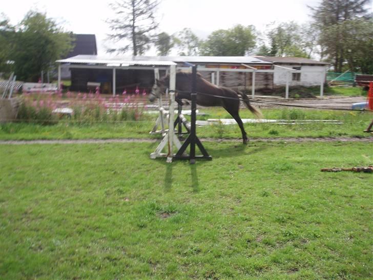 Welsh Pony (sec B)  starlight solgt billede 8