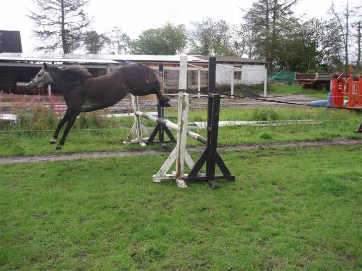 Welsh Pony (sec B)  starlight solgt billede 10