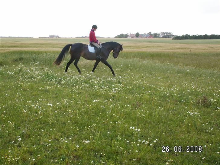 Anden særlig race chica - lidt dressur<´3 billede 14