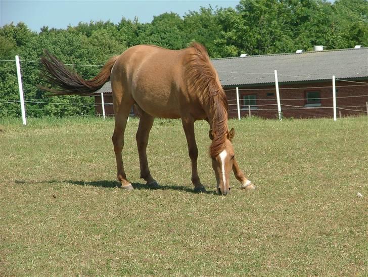 Anden særlig race Prinsesse Dess solgt - prinsessen billede 1