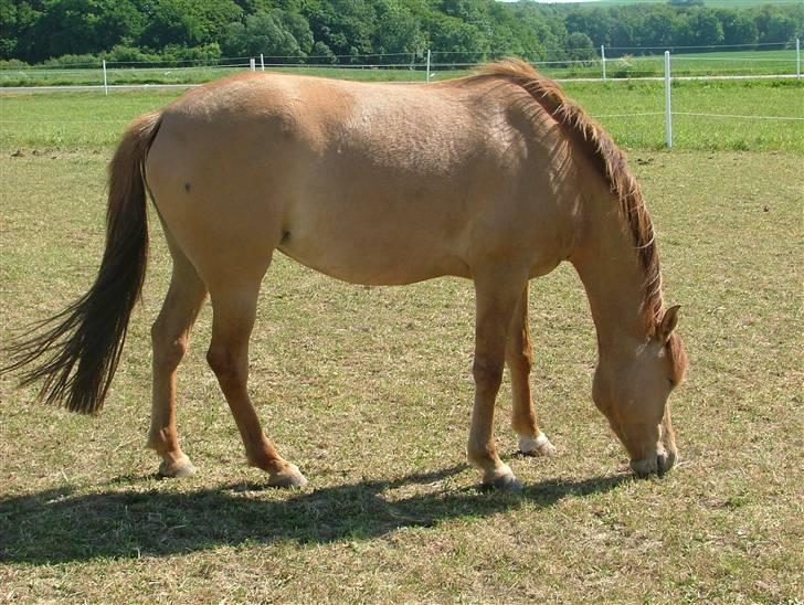 Anden særlig race Prinsesse Dess solgt - en dejlig sommerdag på folden billede 2