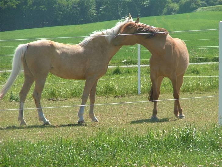 Anden særlig race Prinsesse Dess solgt - prinsessen og fairytale nusser billede 3