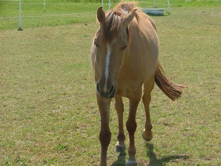 Anden særlig race Prinsesse Dess solgt - hej mor billede 4