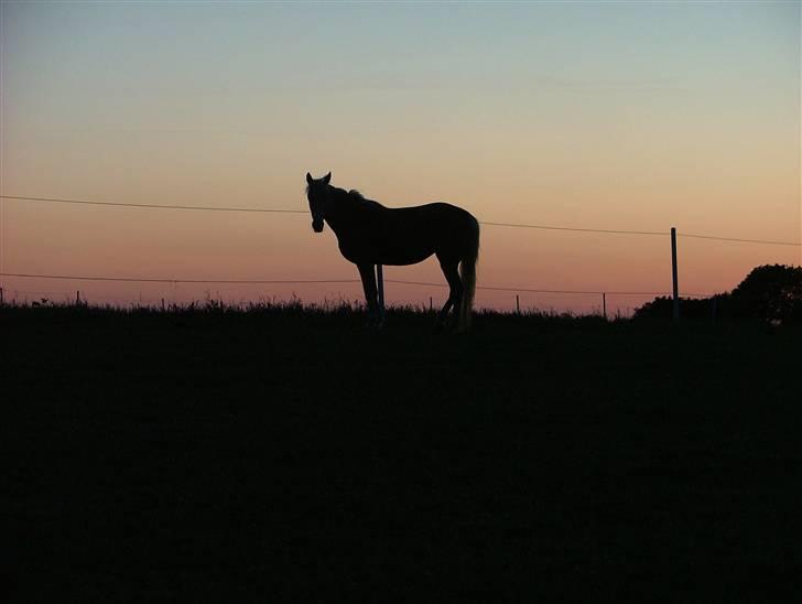 Anden særlig race Prinsesse Dess solgt - aftenstemning på folden billede 5