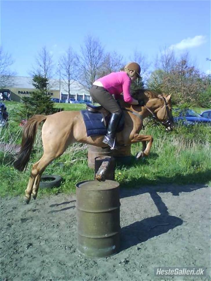 Anden særlig race Prinsesse Dess solgt - C springer på Prinsessen.  billede 6