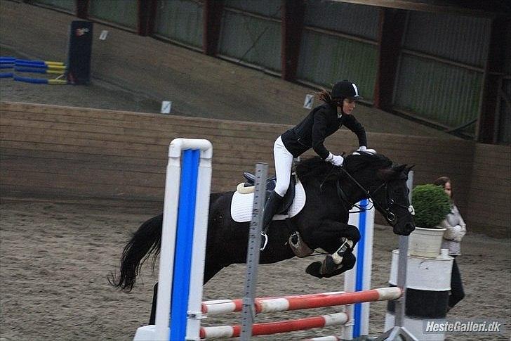Hollandsk Sportspony Black Boy *Bedste Hest* - SAVNET!!  - Springstævne d. 10.10.2010 :D <3 billede 13