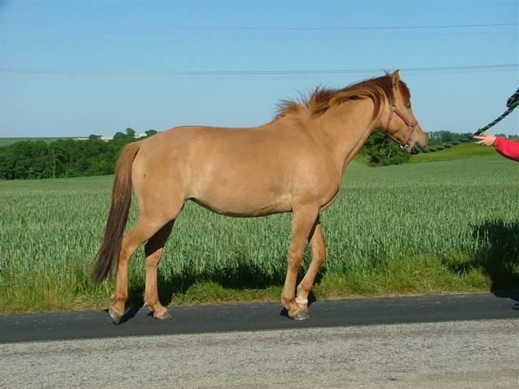 Anden særlig race Prinsesse Dess solgt - se min pæne krop :-D  billede 7