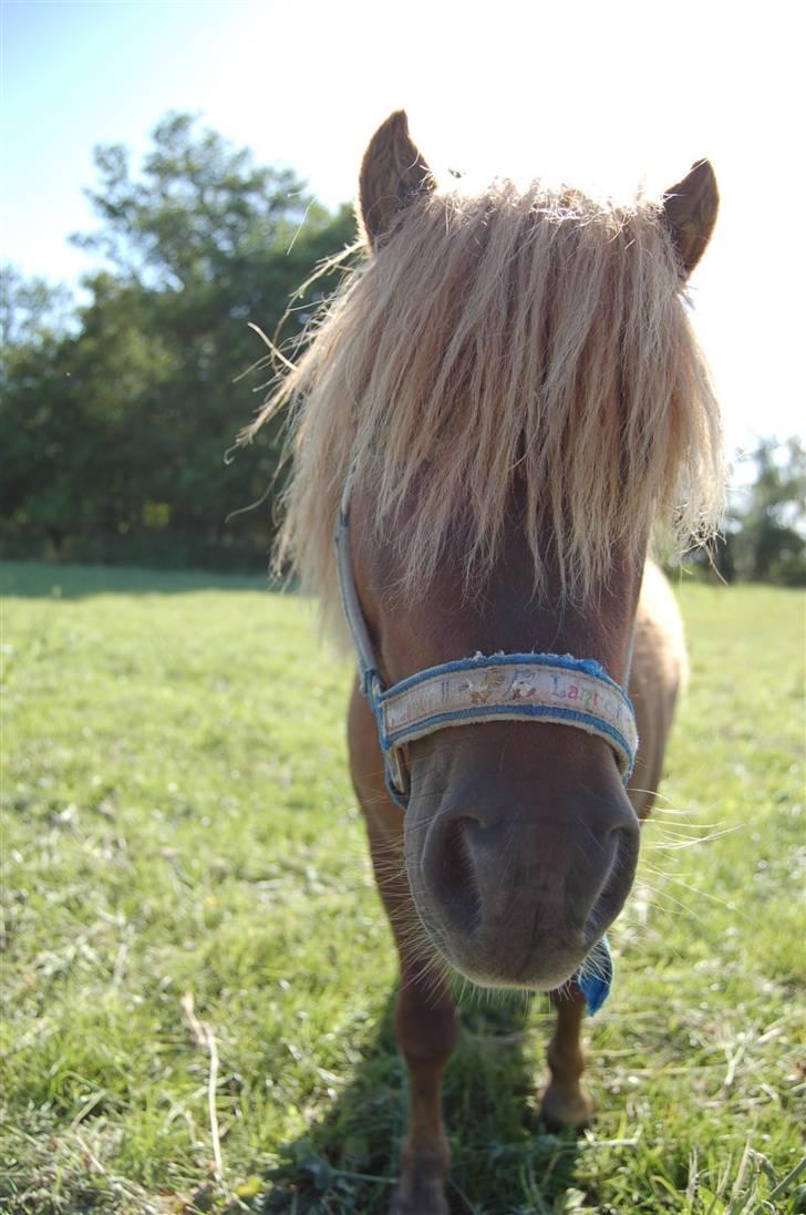 Shetlænder Prins Ballu billede 1