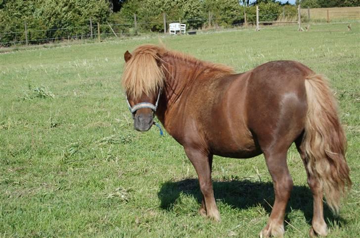 Shetlænder Prins Ballu billede 2