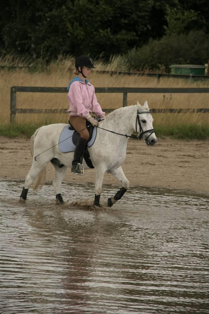 Welsh Mountain (sec A) Patrick Swayze - Swayze.. sikke et badedyr han er ! billede 14