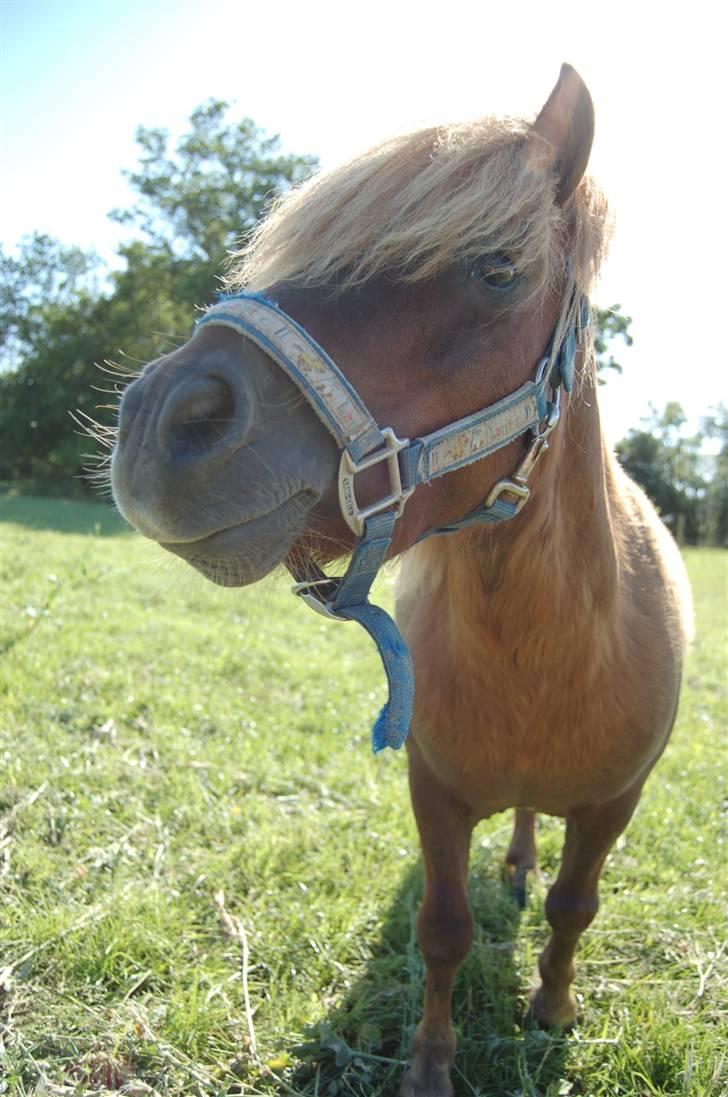 Shetlænder Prins Ballu billede 3