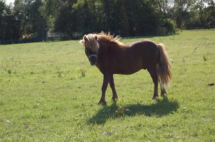 Shetlænder Prins Ballu billede 4