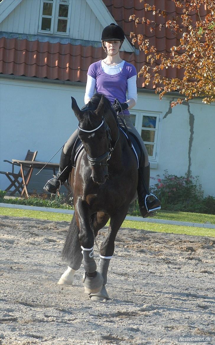 Oldenborg Østrupgård Primus - Træning billede 13