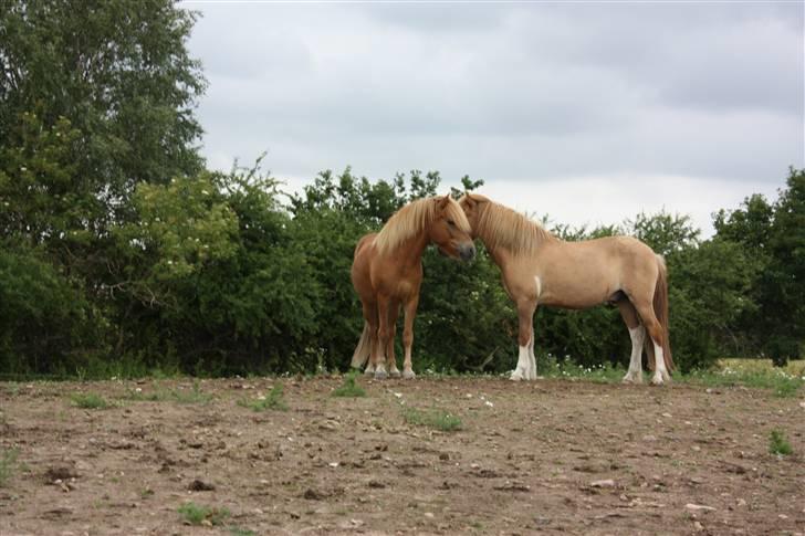 Islænder sleipnir fra solholt †RIP - sleipnir og fengur hyger sig lidt! Fengur kommer til at savne sleipnir når han ikke er her mere:´( billede 16