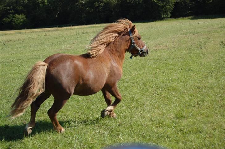 Shetlænder Prins Ballu billede 5