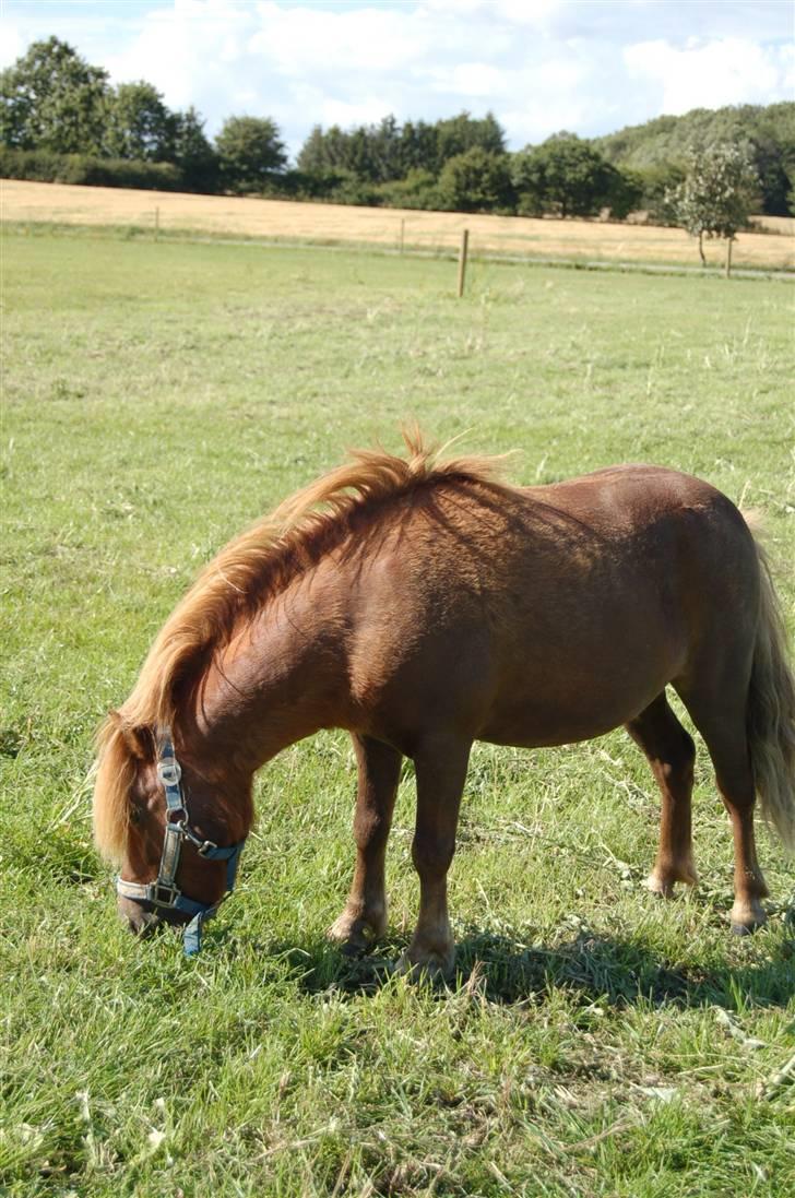 Shetlænder Prins Ballu billede 7