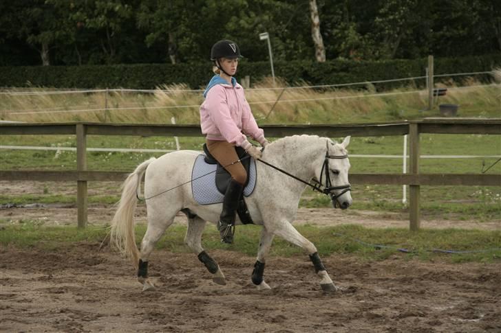 Welsh Mountain (sec A) Patrick Swayze billede 15