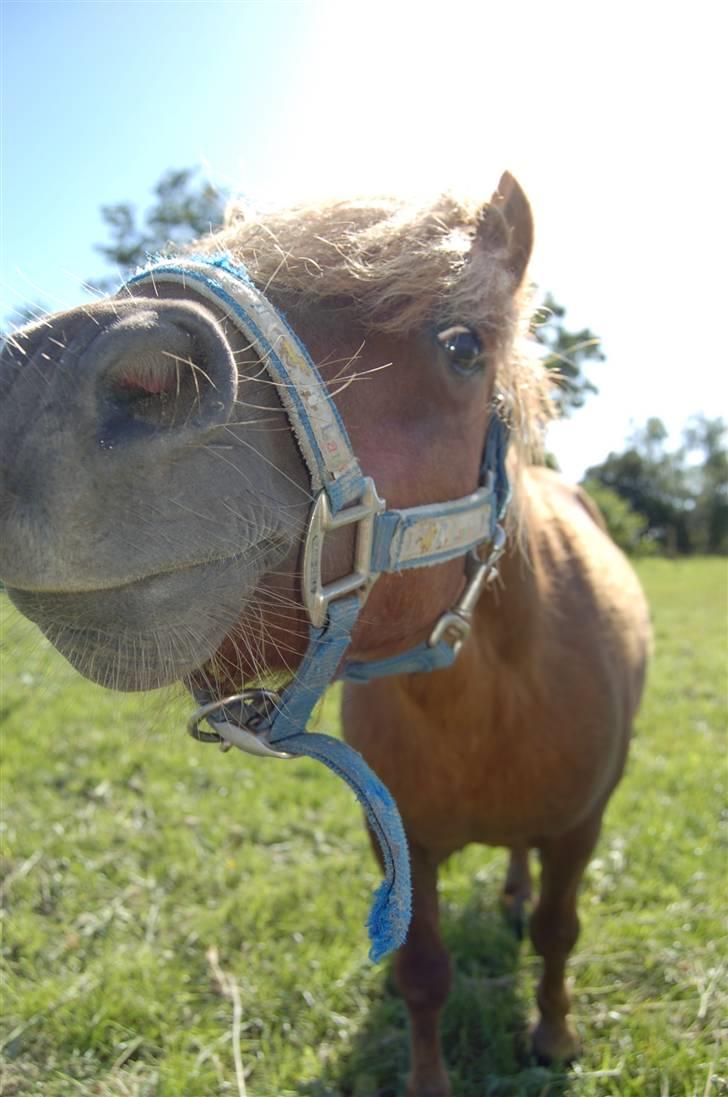 Shetlænder Prins Ballu billede 8