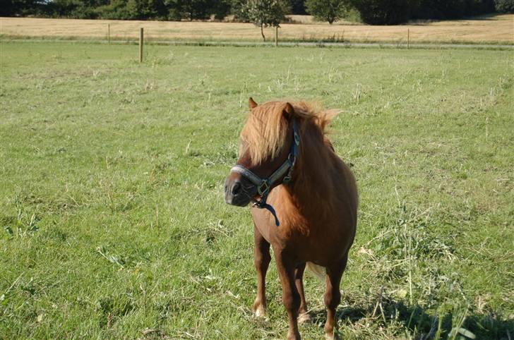 Shetlænder Prins Ballu billede 9