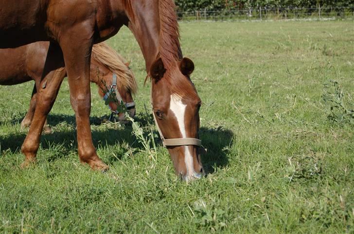 Shetlænder Prins Ballu - mig & min bedste veninde <3 :) billede 10