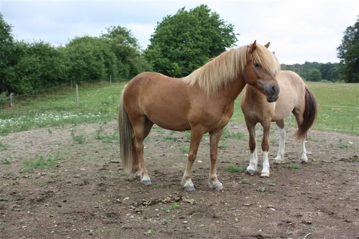 Islænder sleipnir fra solholt †RIP - på folden billede 17